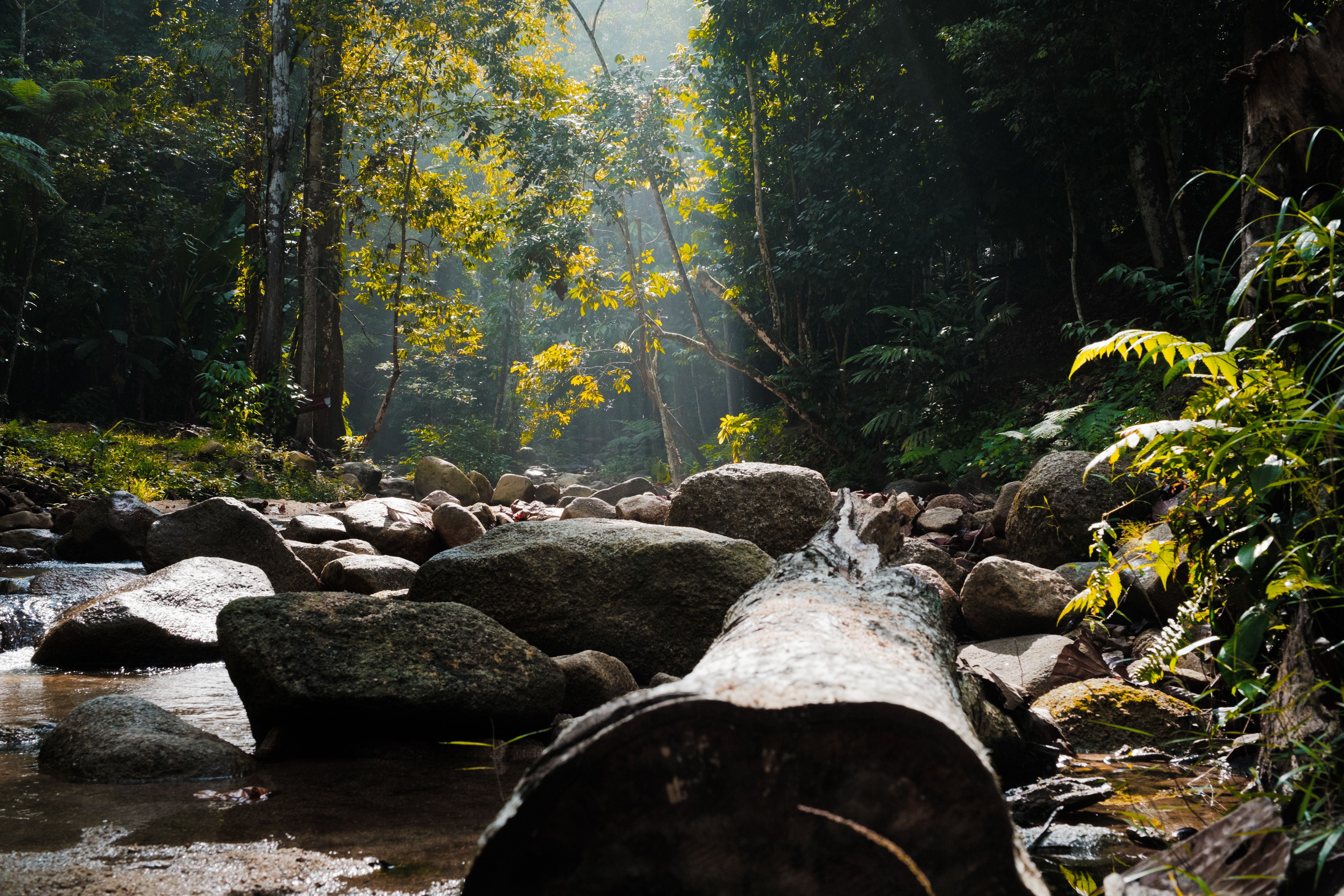 Wildlife and nature in Malaysia